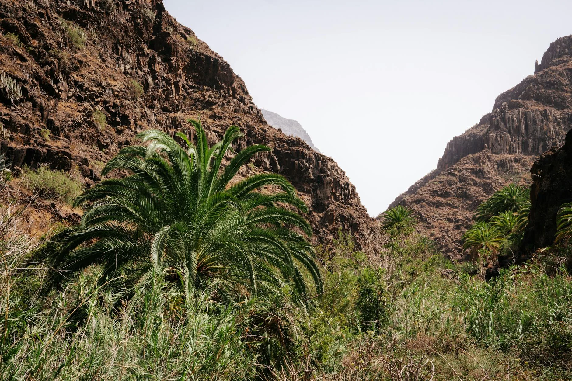 L'environnement des canyons réunionnais