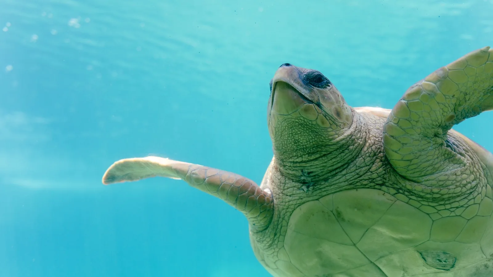Saint-Leu : le paradis du surf et des tortues marines