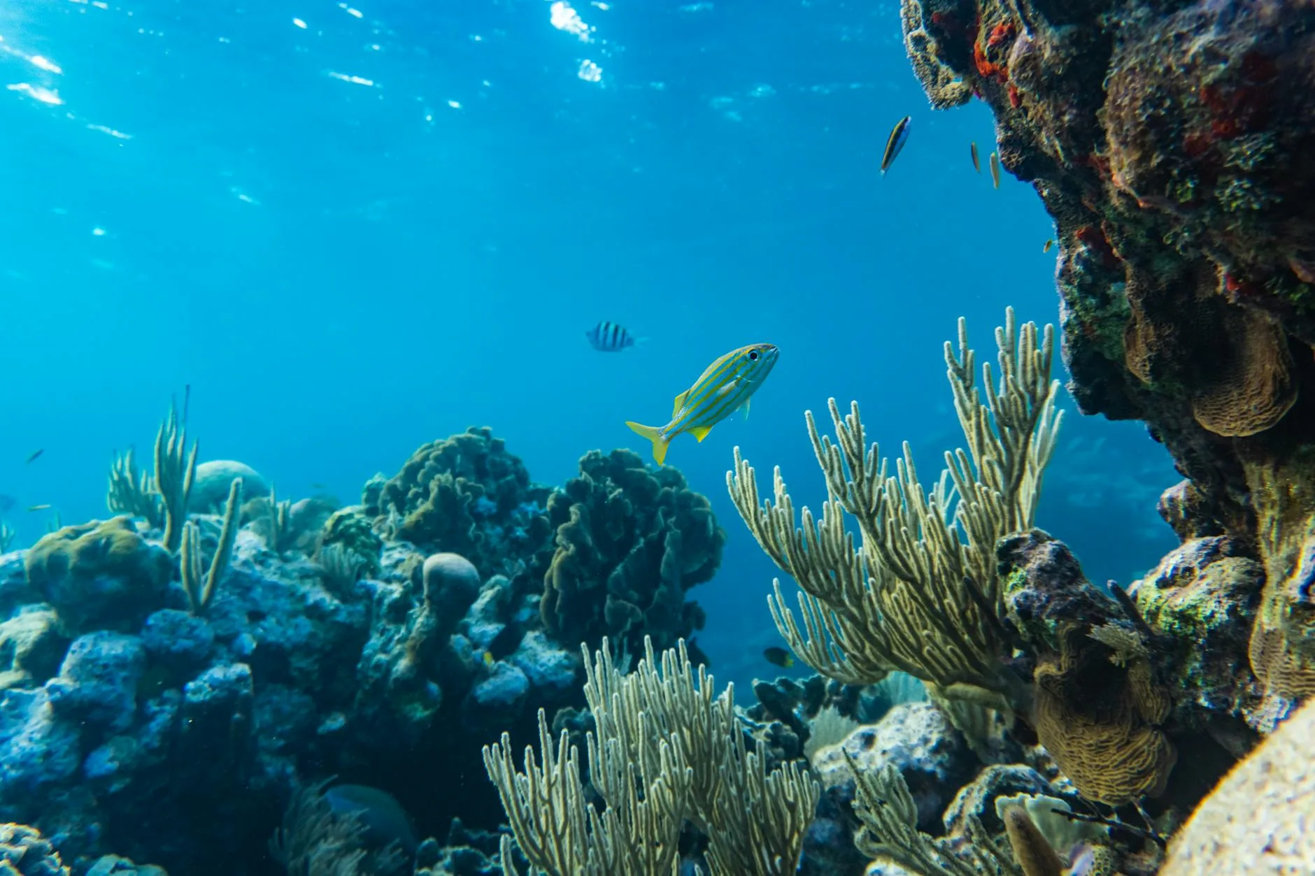 La vie marine réunionnaise