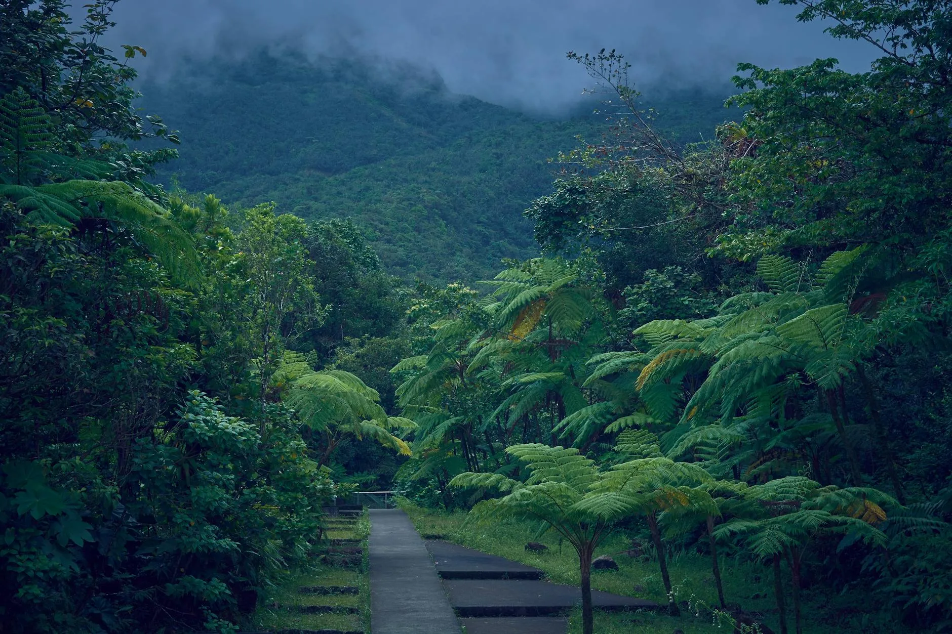 La randonnée dans les forêts de hauts