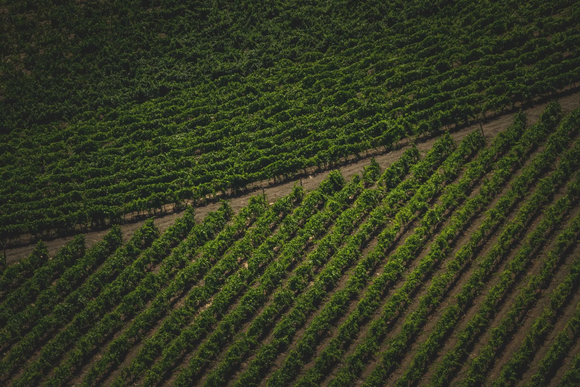 Le vin de Cilaos : la vigne à 1 200 mètres d'altitude